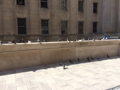 Columba livia domestica