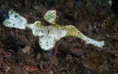 Solenostomus halimeda