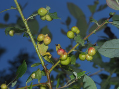 Euura acutifoliae