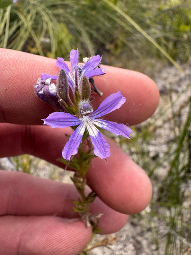viscid hand-flower (Scaevola glandulifera)