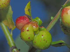 Euura acutifoliae