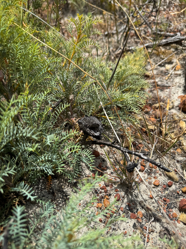 Fraser's Banksia (Banksia fraseri)