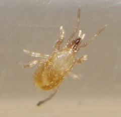 Hypoaspis