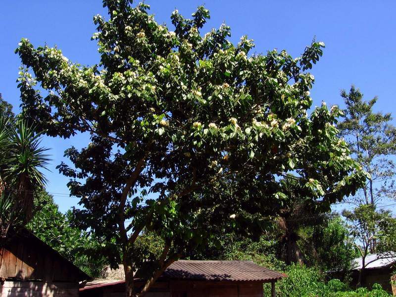 chalahuite (Flora CEA - Putumayo) · iNaturalist