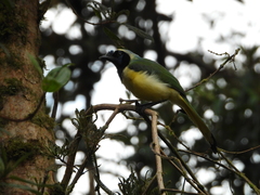 Cyanocorax yncas yncas