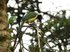 Cyanocorax yncas yncas