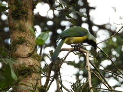 Cyanocorax yncas yncas