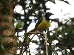 Cyanocorax yncas yncas