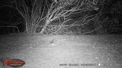 Glaucidium gnoma