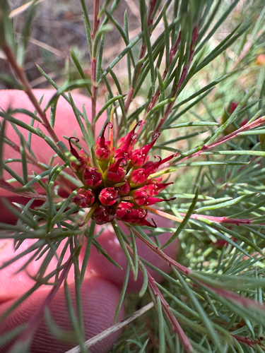 Darwinia pinifolia, photograph 3
