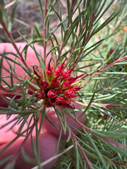Darwinia pinifolia, photograph (c) Tyler Anthony, some rights reserved (CC BY)