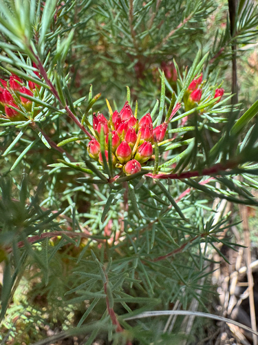 Darwinia pinifolia, photograph 4