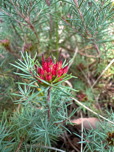 Darwinia pinifolia