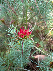 Darwinia pinifolia