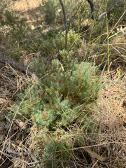 Darwinia pinifolia, photograph (c) Tyler Anthony, some rights reserved (CC BY)