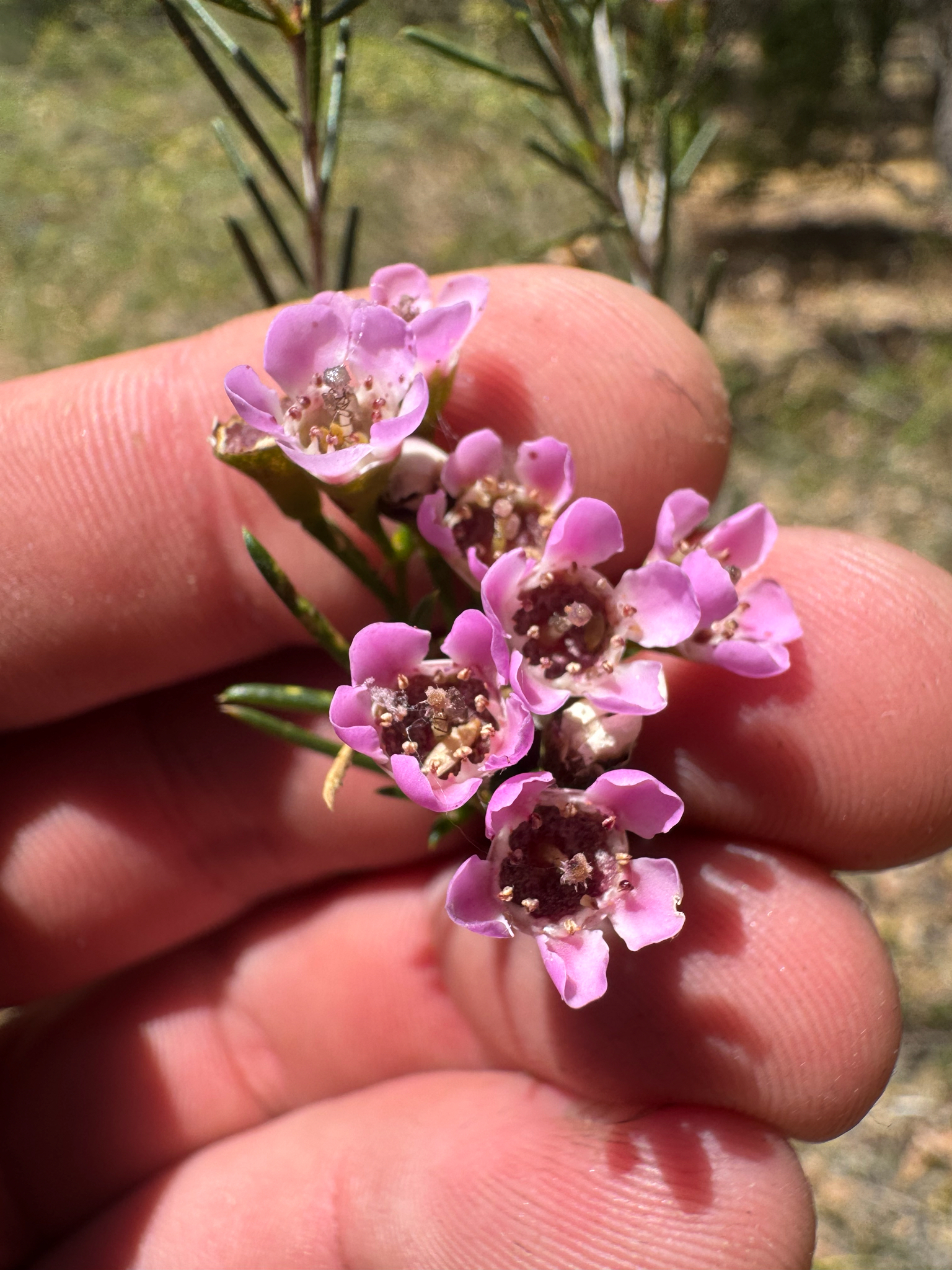 Geraldton Wax (Chamelaucium uncinatum)