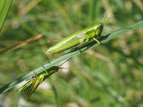 Small Gold Grasshopper