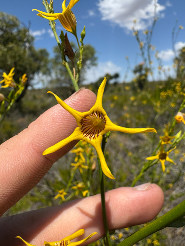red-striped yellow tailflower (Anthocercis ilicifolia)