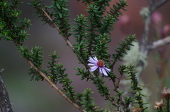 Diplostephium hartwegii
