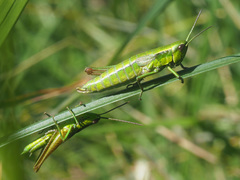 Euthystira brachyptera brachyptera