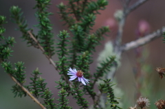 Diplostephium hartwegii