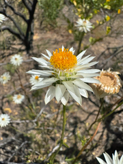 Xerochrysum macranthum