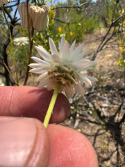 Xerochrysum macranthum, photograph (c) Tyler Anthony, some rights reserved (CC BY)