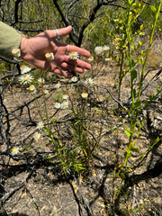 Xerochrysum macranthum, photograph (c) Tyler Anthony, some rights reserved (CC BY)