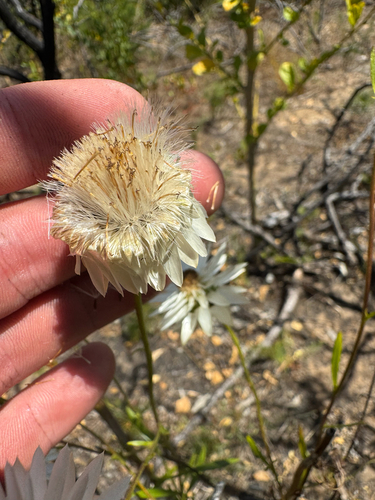 Xerochrysum macranthum, photograph 5