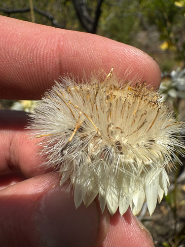 Xerochrysum macranthum, photograph 3