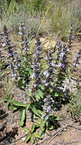 Bugle Plant
