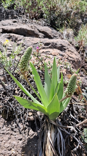 sand lily
