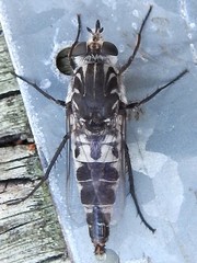 Apiocera moerens