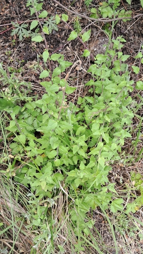 Lesotho Felicia