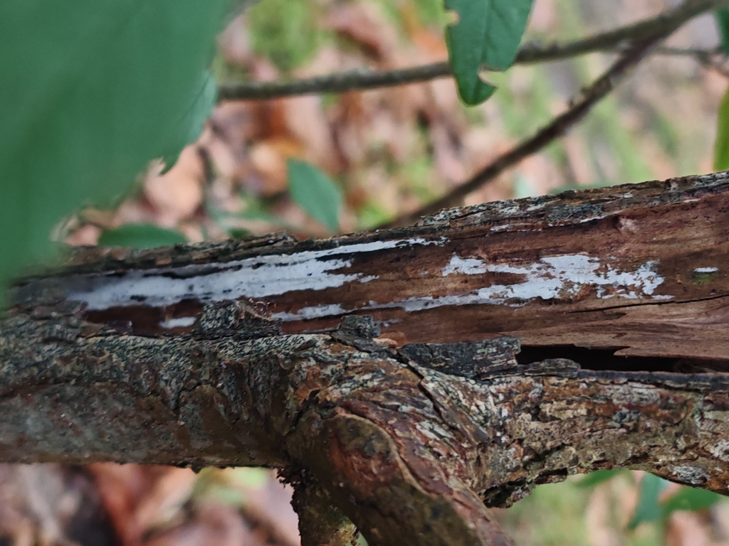 Lyomyces sambuci · December 2025 · photo: © maiglocke (iNaturalist, cc-by-nc)