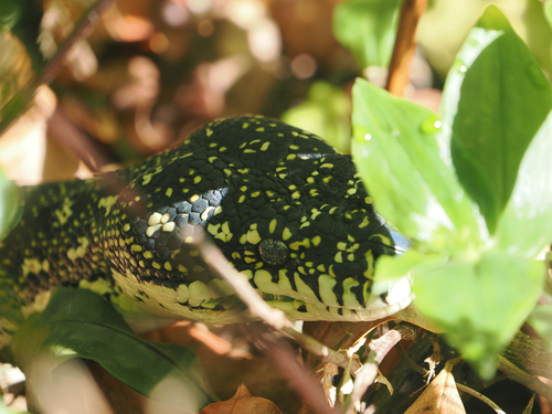 Diamond Python sighting