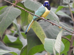 Cyanocorax yncas yncas