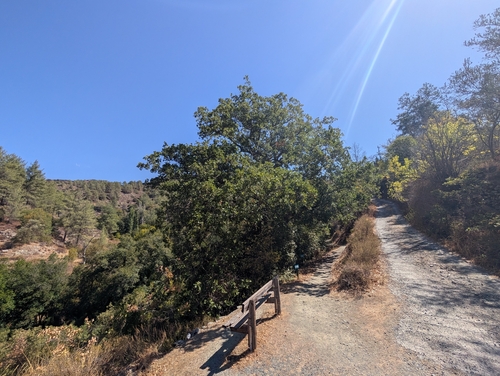Quercus infectoria, photograph 2