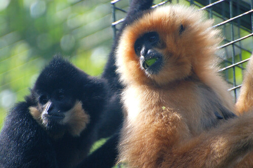 Northern Yellow-cheeked Gibbon (Nomascus annamensis) — Endangered Mammalia