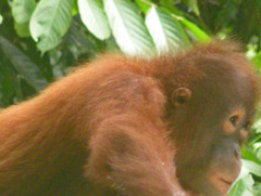 Pongo pygmaeus morio