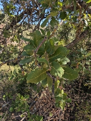Quercus infectoria, photograph (c) Marios Thoma, some rights reserved (CC BY)