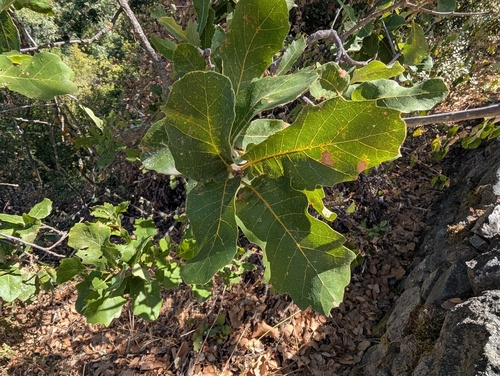 Quercus infectoria, photograph 4