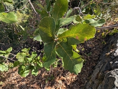 Quercus infectoria, photograph (c) Marios Thoma, some rights reserved (CC BY)