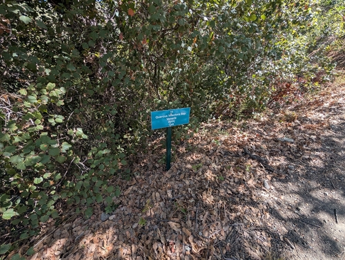 Quercus infectoria, photograph 6