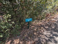 Quercus infectoria, photograph (c) Marios Thoma, some rights reserved (CC BY)