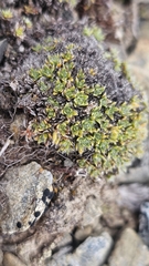 Veronica pulvinaris (Veronica pulvinaris)