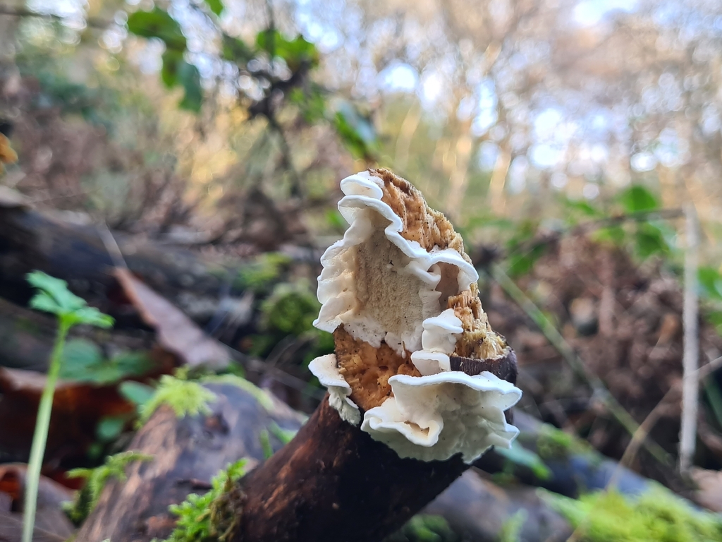 Byssomerulius corium · December 2025 · photo: © katiepenguin (iNaturalist, cc-by)