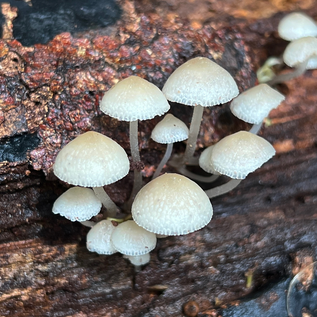 Favolaschia manipularis · November 2025 · photo: © douch (iNaturalist, cc-by-sa)