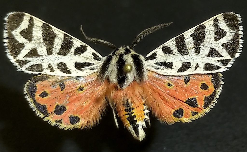 Apantesis nevadensis