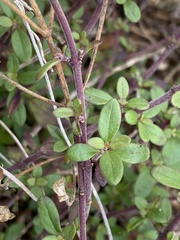Trichostema nesophilum